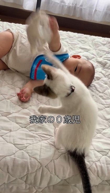 ぬいぐるみに飛びつくようにじゃれるつなちゃん