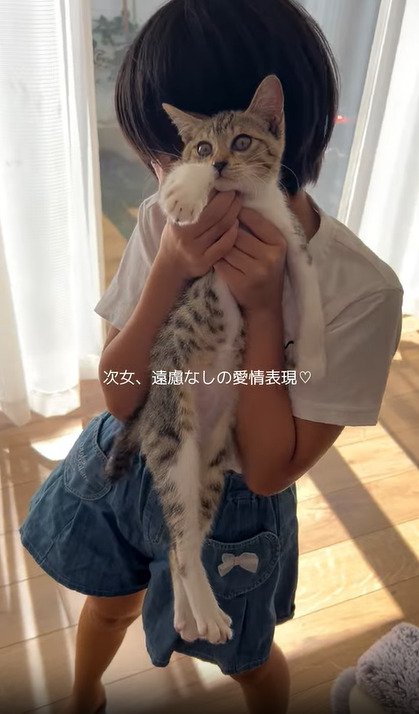 持ち上げられる子猫