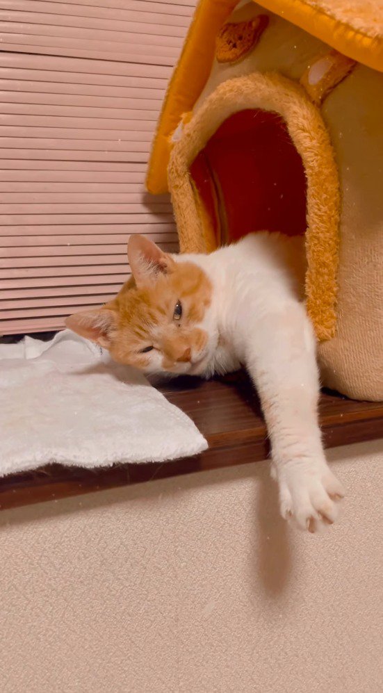 ペットハウスから上半身を出す猫