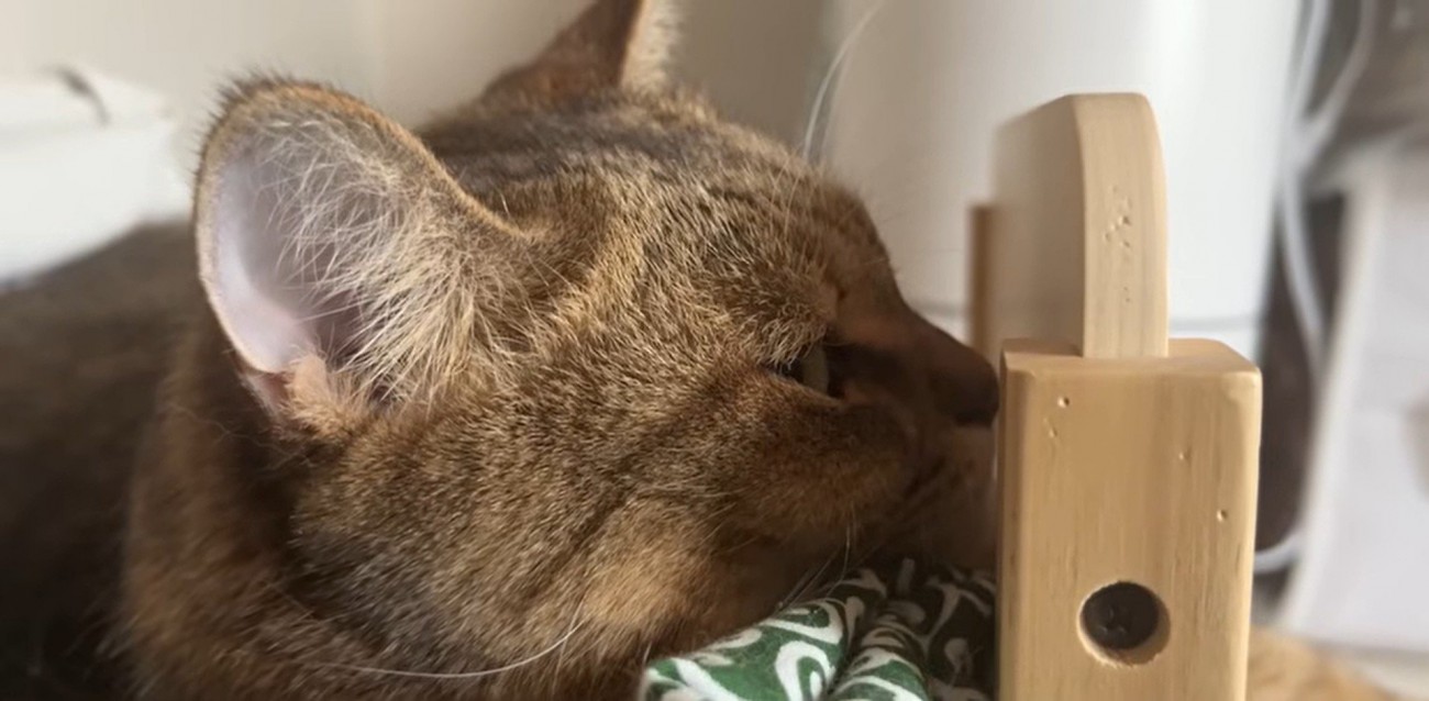 ベッドで寝ている猫