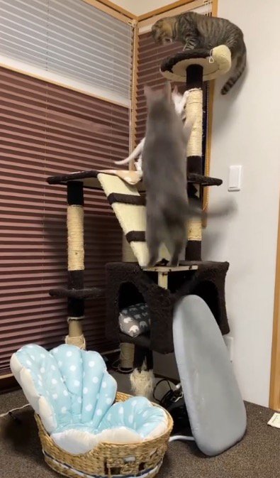 キャットタワーに上る兄猫