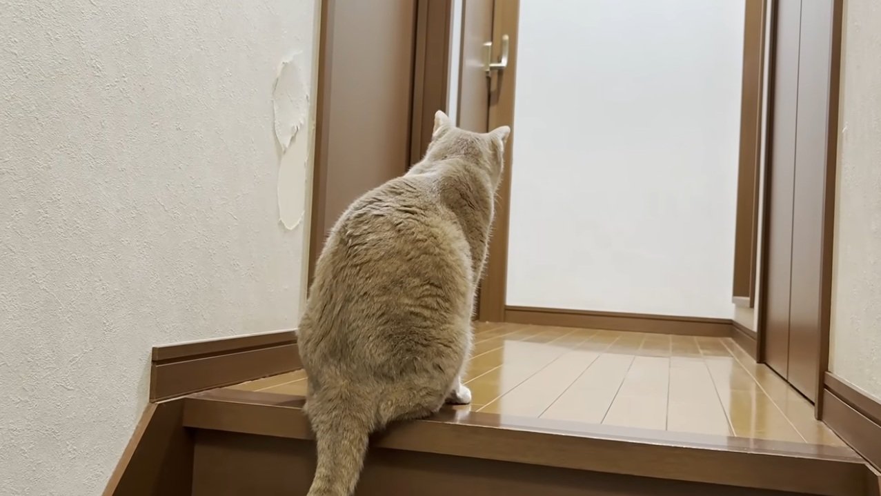 ドアの前で待機する猫