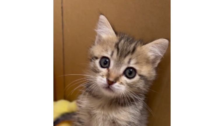 ダンボールに入っている子猫