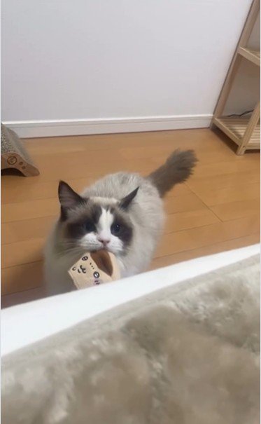 ベッドに乗ろうとしている猫