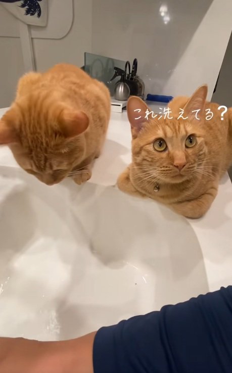 洗い場のそばに香箱座りして飼い主を見る2匹の猫