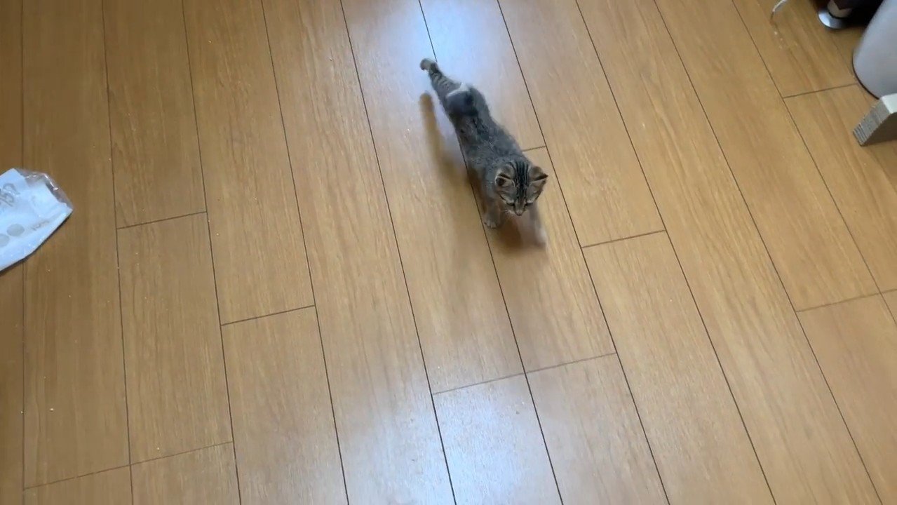 歩いてくるタロちゃん