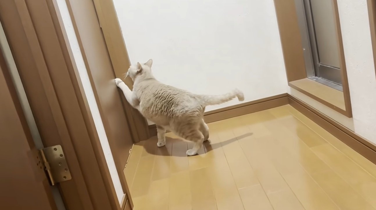 ドアをひっかいている猫