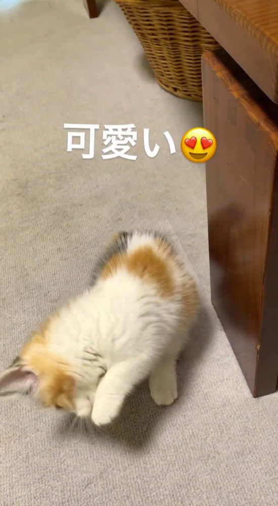 前足を下ろして地面に着地する子猫