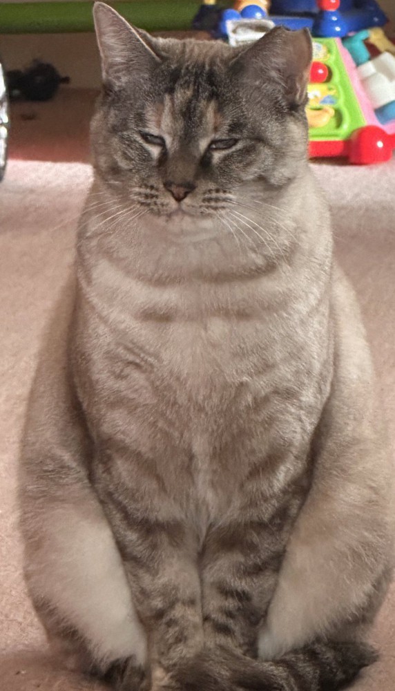 全体的に丸いフォルムになった猫