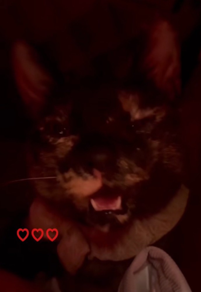 フリーズする猫