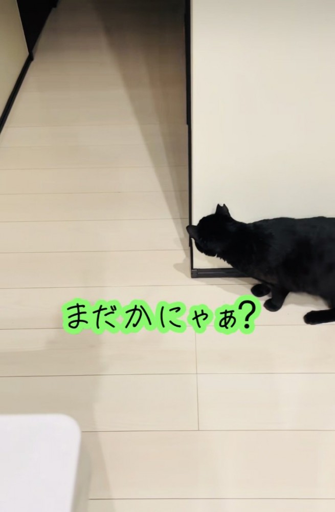 廊下の影でお父さんを待ち伏せする黒猫