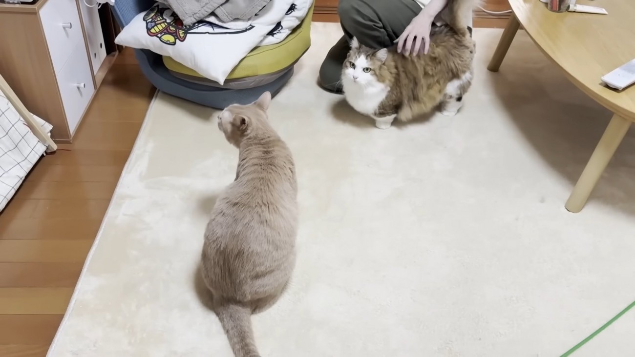 背中に手を置かれている長毛猫と、棚の方を向いて座る猫