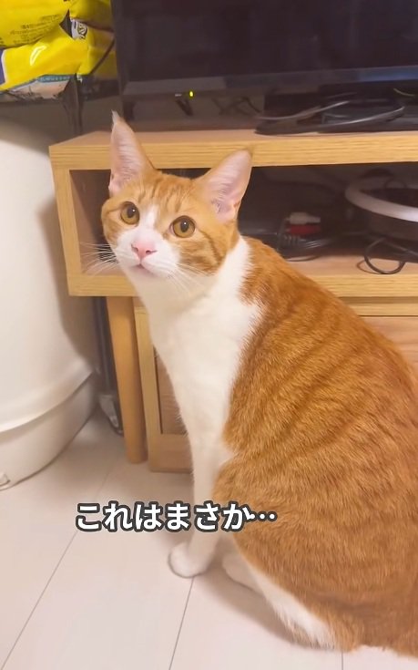 テレビの前で飼い主を見る猫