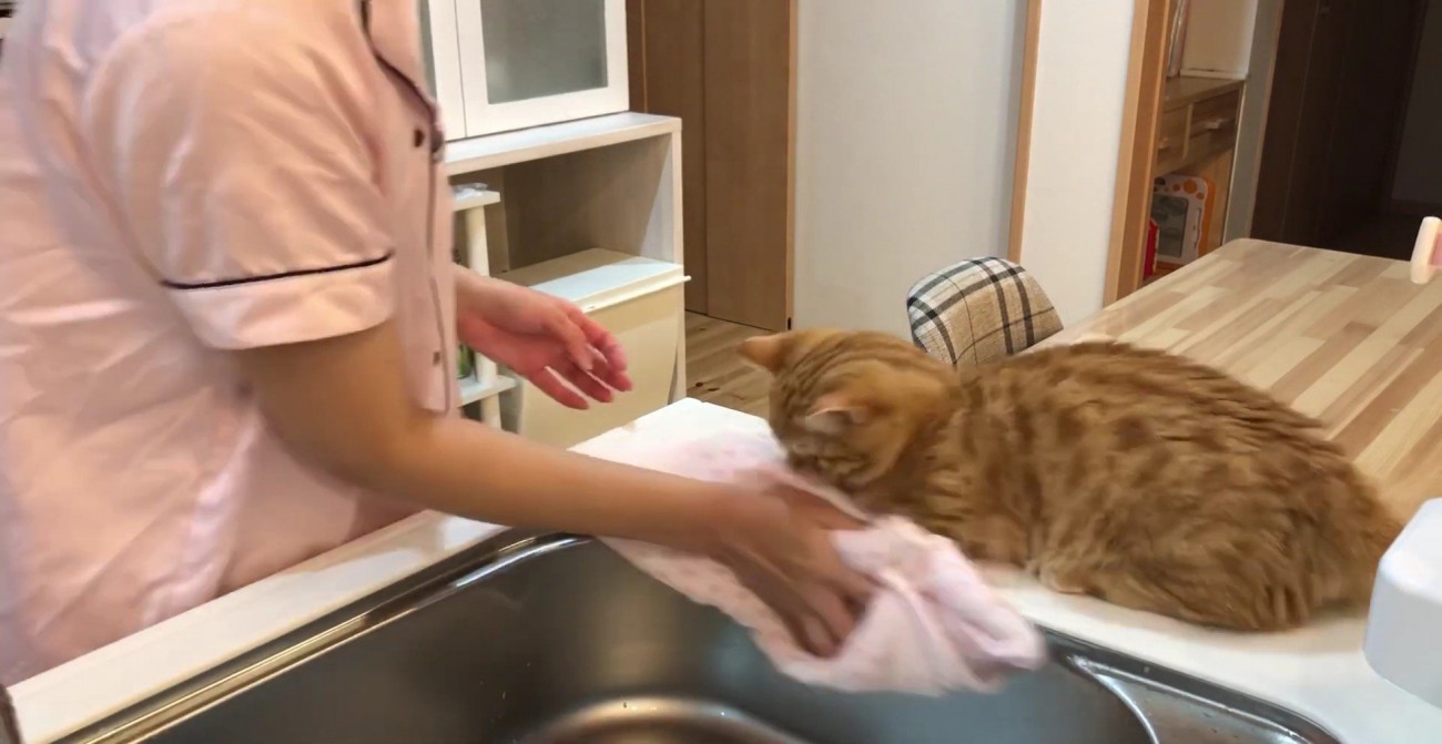 ふきんにも動じないぷてぃこさん