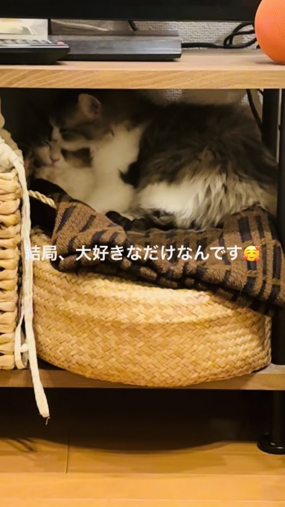 妹ミヌエットをグルーミングする兄ミヌエット