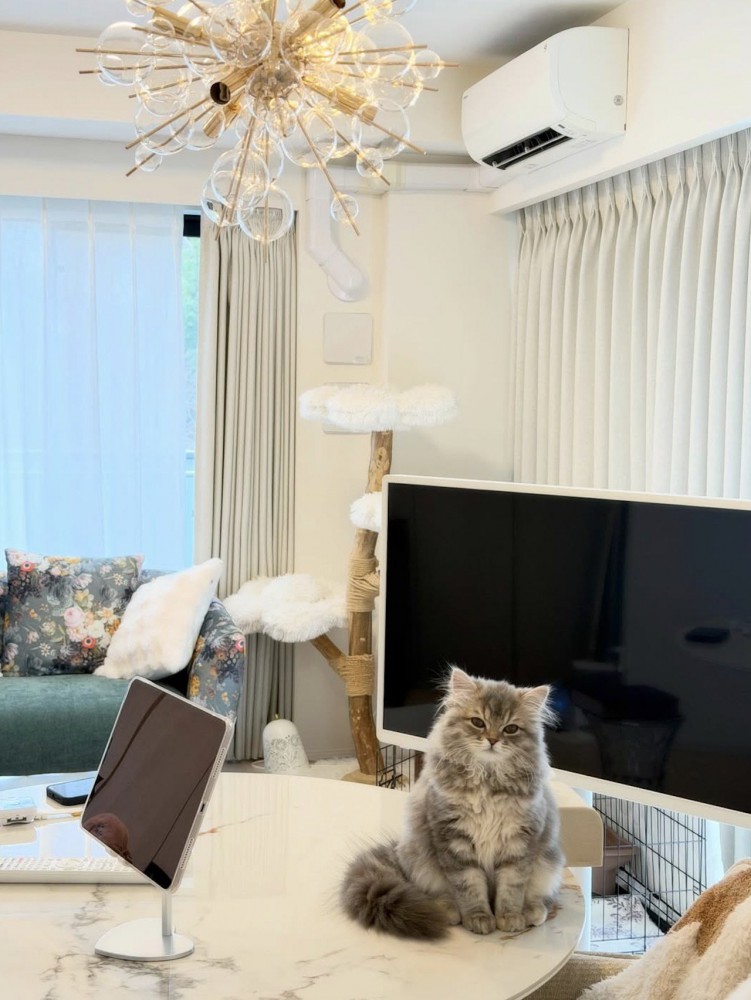 テーブルの上に座って目を細める猫