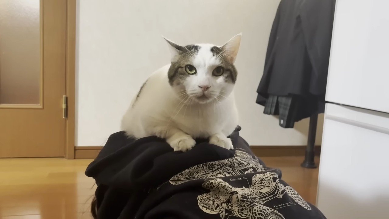 頭の上(正面から)