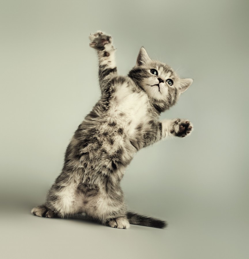 面白い猫の写真10連発！撮影できるシャッターチャンスは？