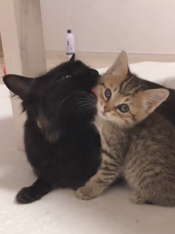 毛づくろいされる子猫