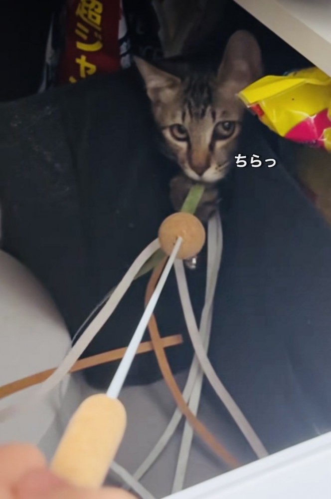 ママの動かすおもちゃで遊ぶキジトラ猫