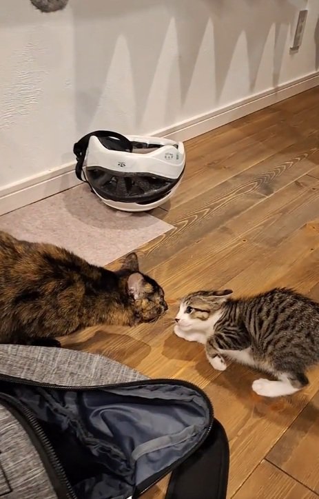 警戒気味の2匹の猫