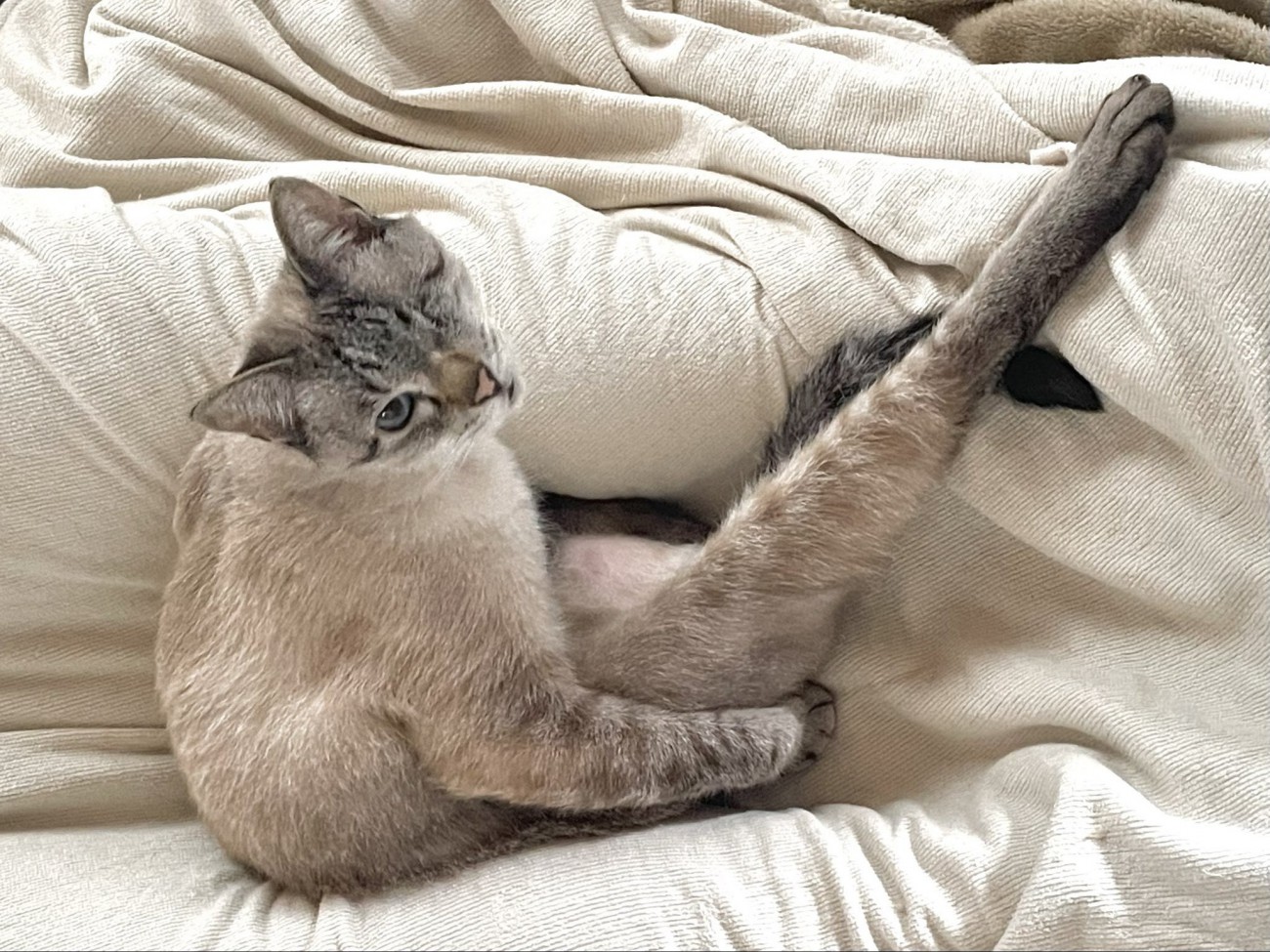 足をあげて座り、上目遣いをしている猫