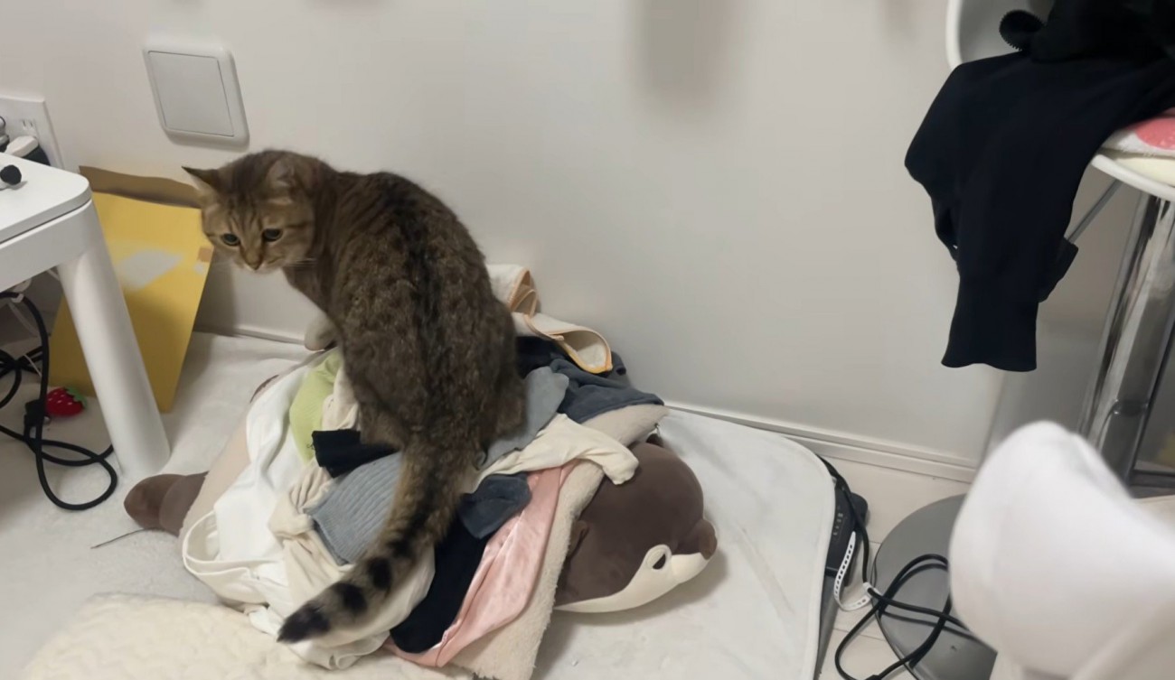 キョトンとした猫