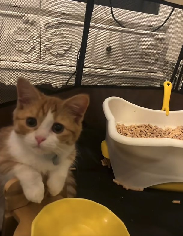 ケージの中でボウルスタンドに両前足をかけている猫