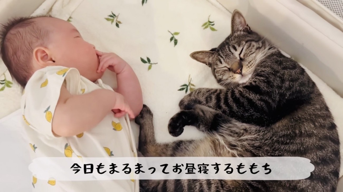 ベビーベッドで寝る赤ちゃんとキジトラ猫