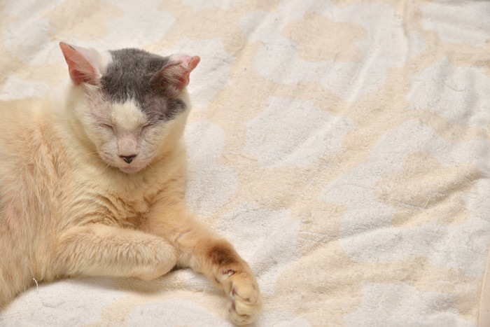 老猫になると現れる症状と飼い主にできる4つのケア