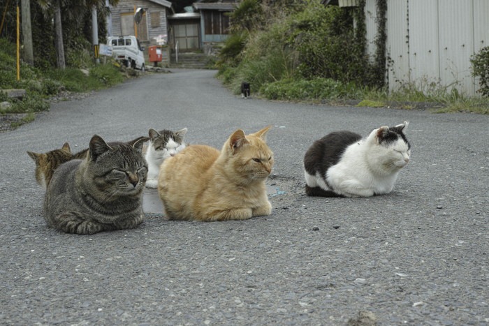宮城県にある猫島「田代島」の魅力と行き方 | ねこちゃんホンポ