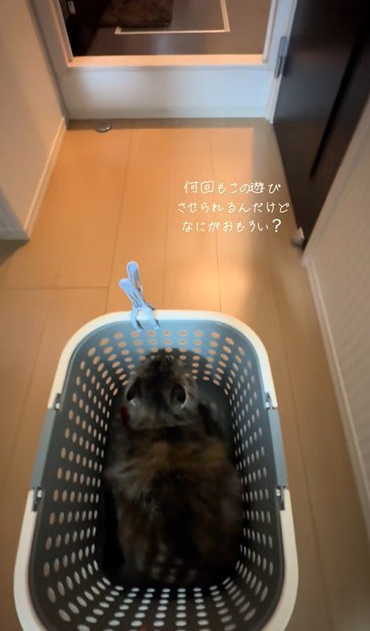 カゴに乗って楽しそうな猫