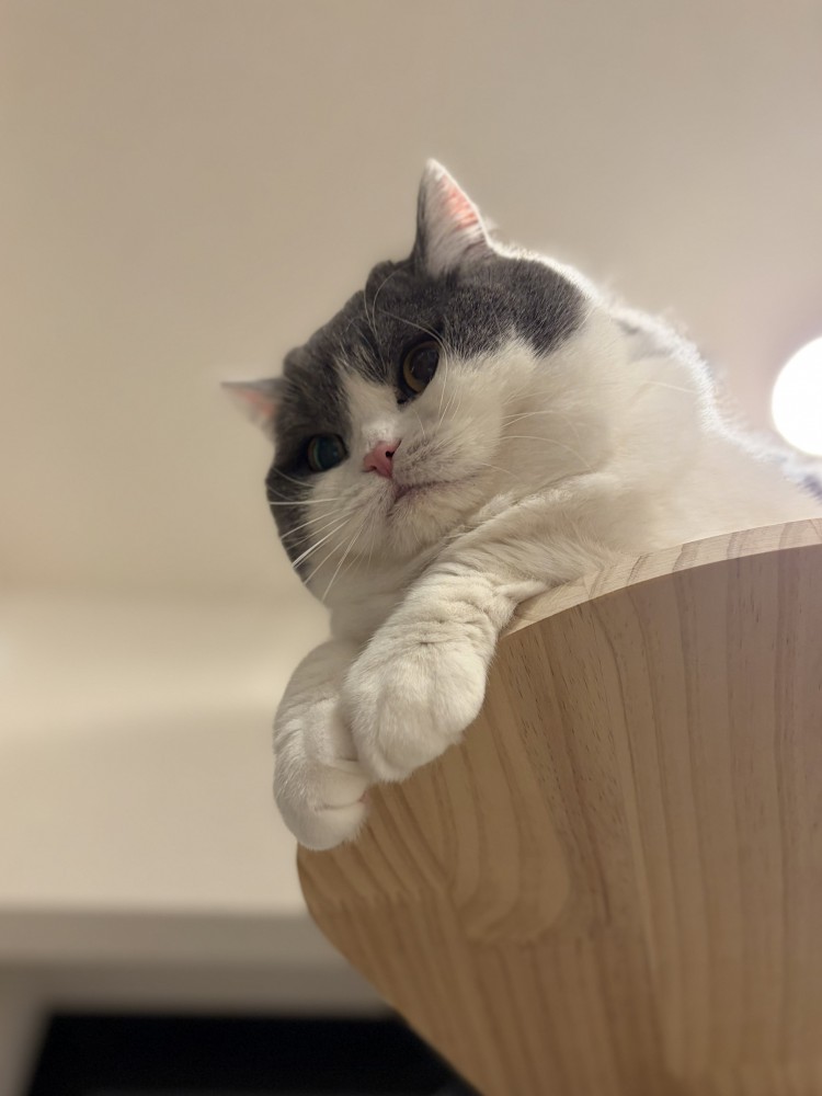 下を見る猫