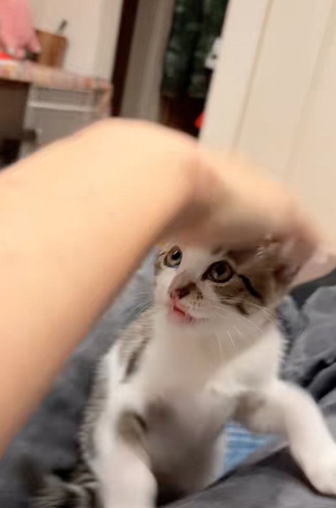 子猫に手を伸ばす