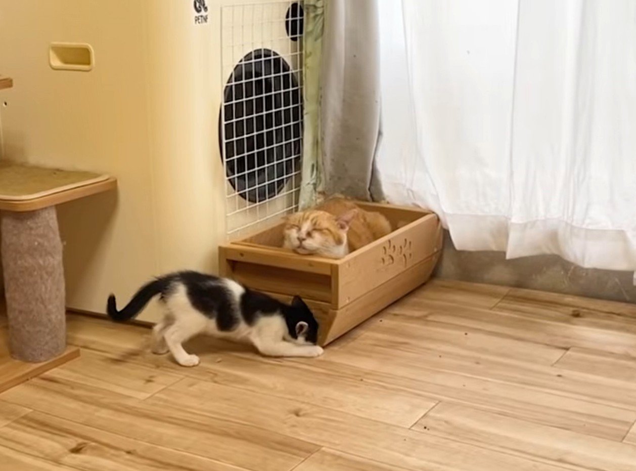 寝る茶トラ猫とベッドの下を掘る白黒猫