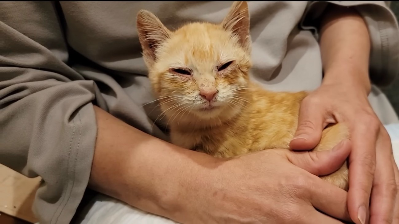 人のひざに乗ってカメラの方を見る子猫