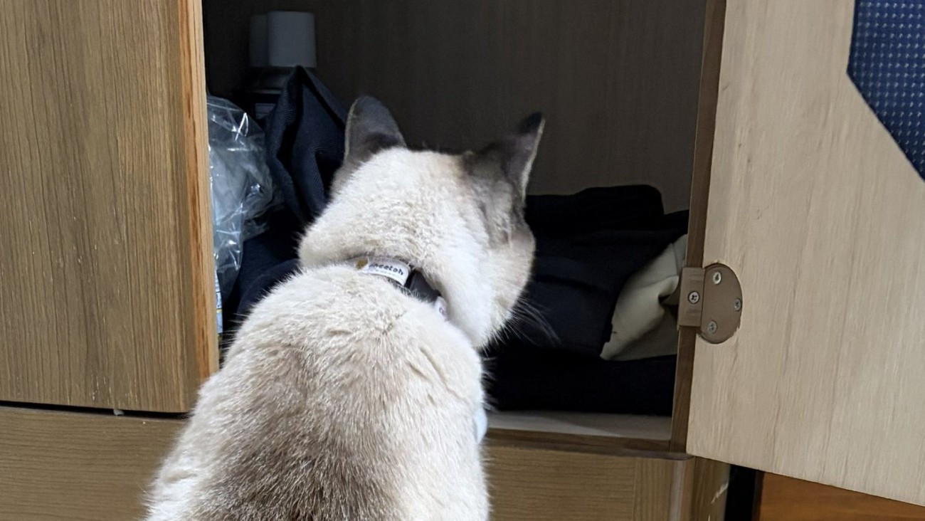 洋服タンスの中を見ている猫