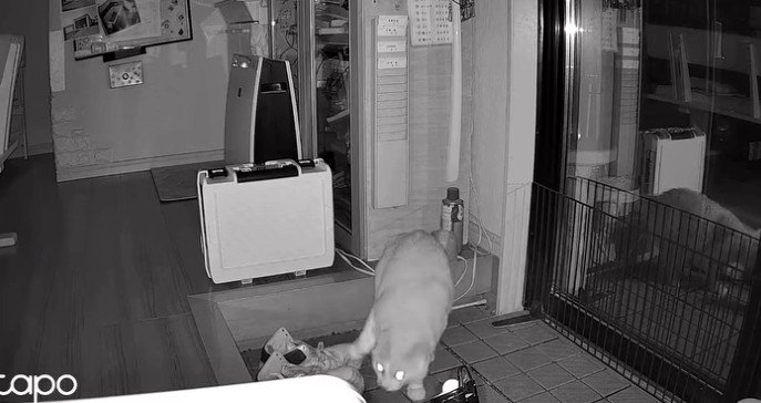 暗視カメラ、砂かきをする猫