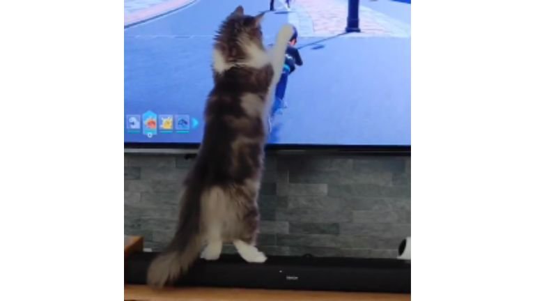 テレビ前にいる猫
