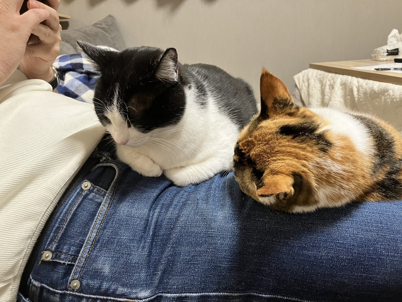 ご主人の上に座る猫