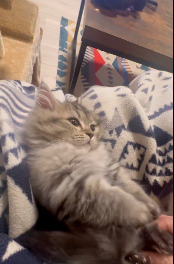 人にマッサージされている猫