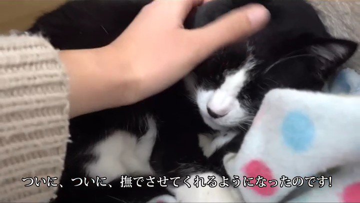 なでられる猫