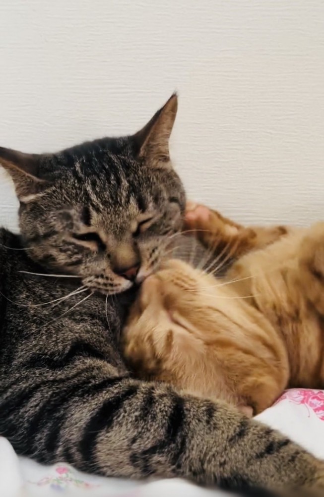 茶トラ猫をグルーミングするキジトラ猫