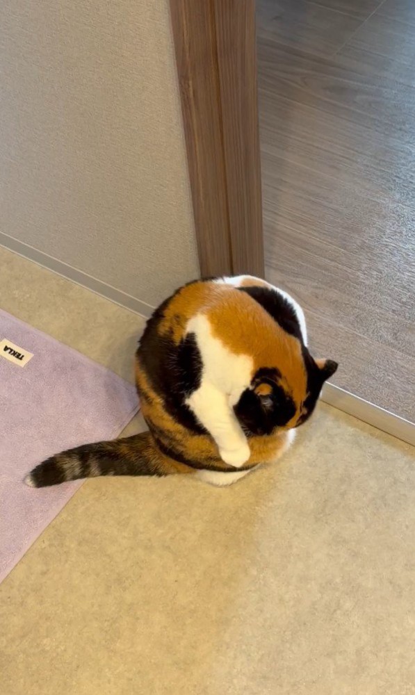 毛づくろいをする猫