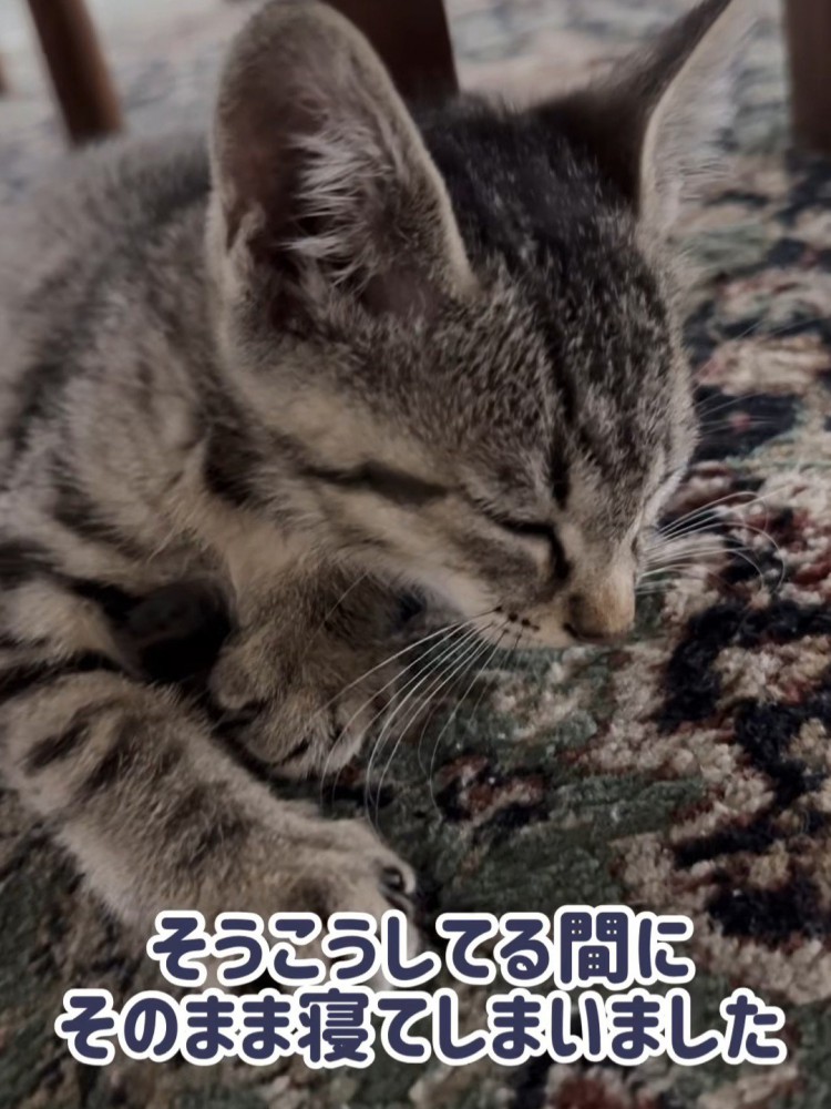 寝ている子猫