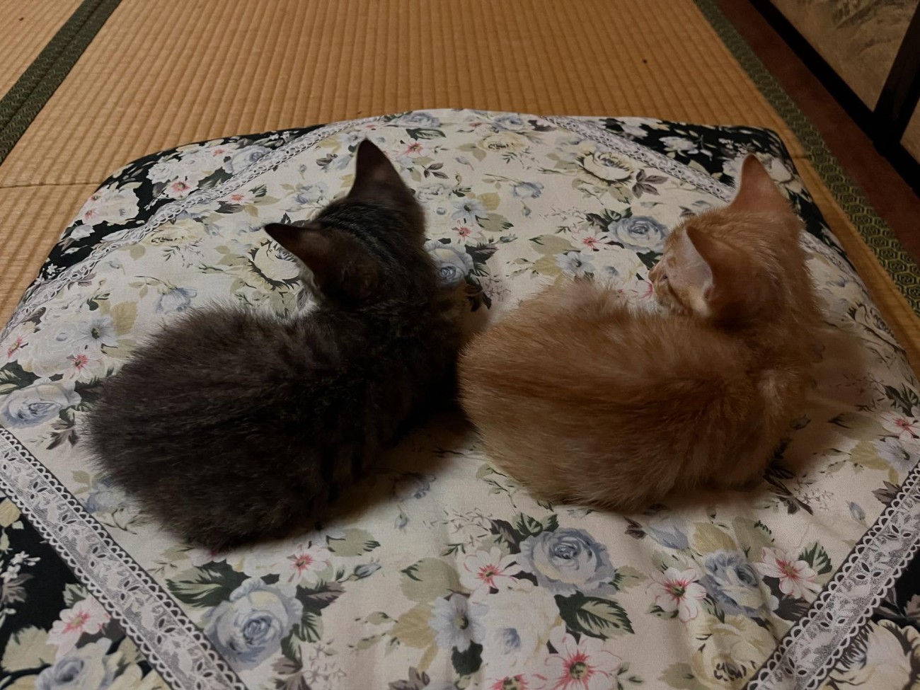 カメラに背中を向けてくつろぐ2匹の子猫