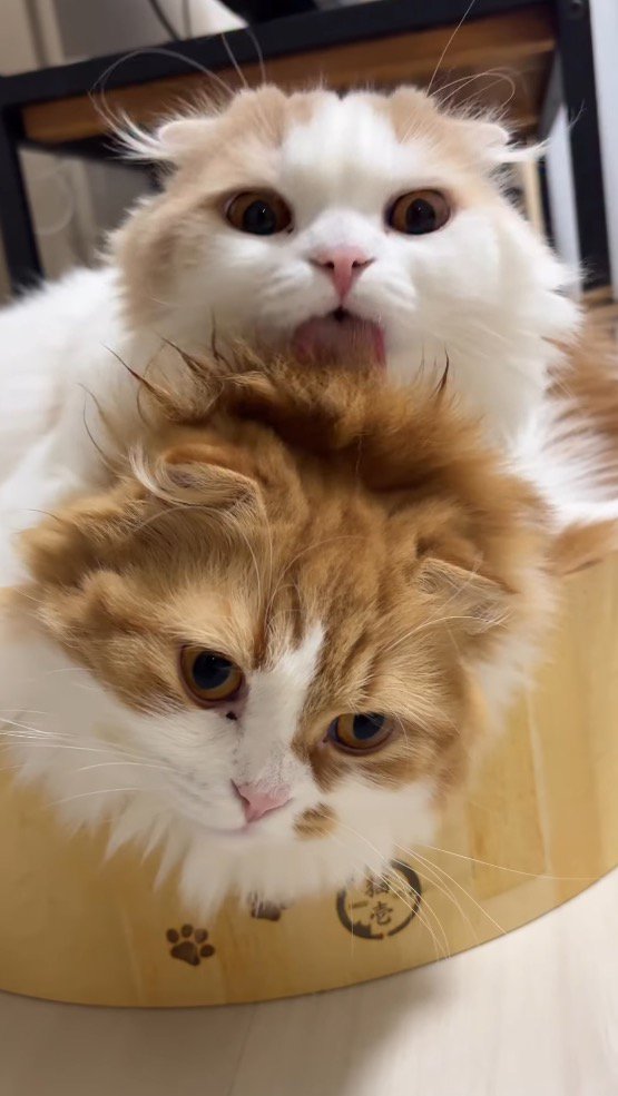 茶色い猫の頭を舐めるクリーム色の猫