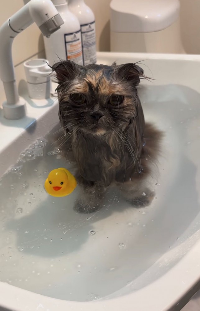 入浴する猫