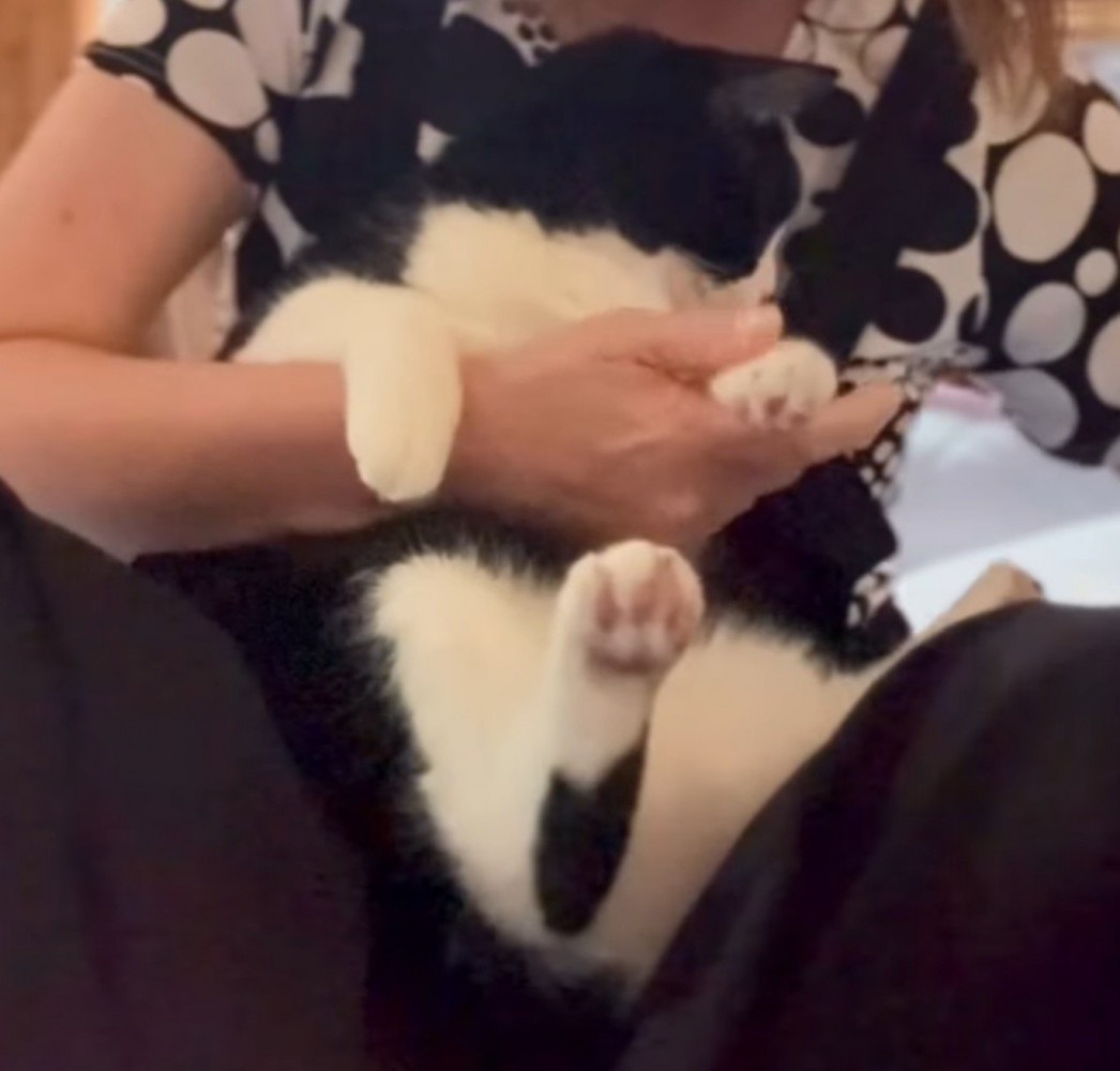 爪切りを持った飼い主の膝の上に座る猫