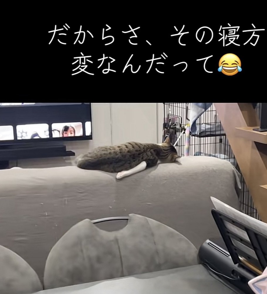 猫の後ろ姿の写真2